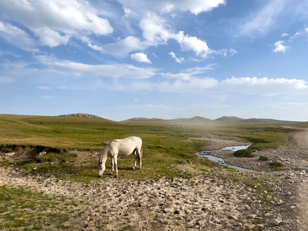 The horse in the meadow