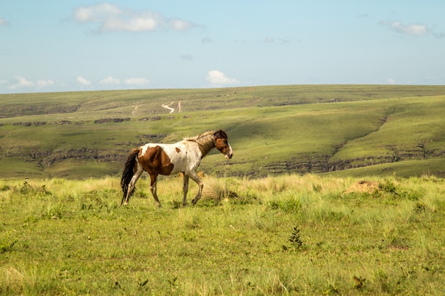 Horse in montain national park brazil