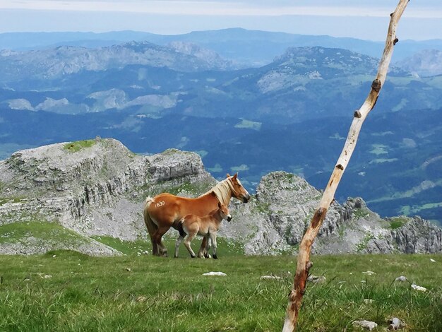 Foto cavallo sulla montagna contro il cielo