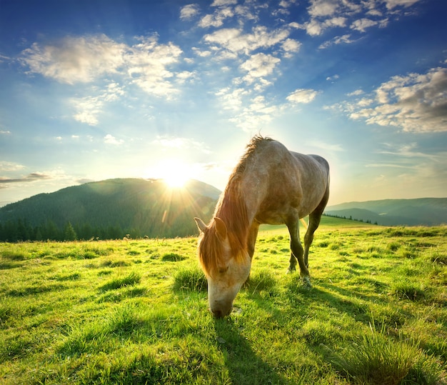 Horse on mountain pasture