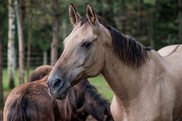 Horse on nature