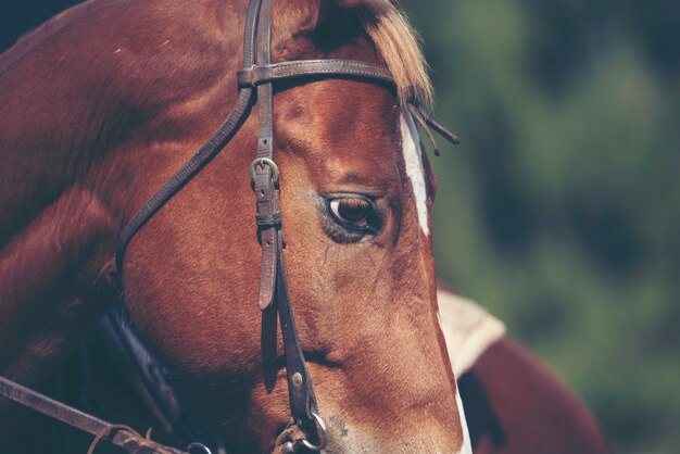 Horse on nature