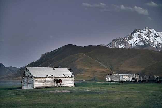 山の谷の家の近くの馬