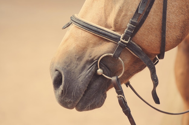 Horse nose or muzzle with bit and bridle