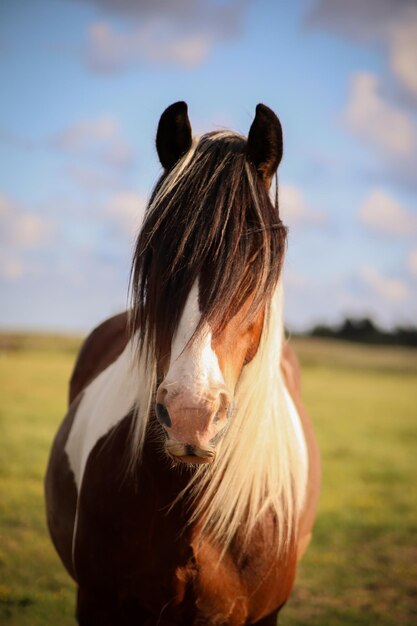 写真 空に照らされた野原の馬