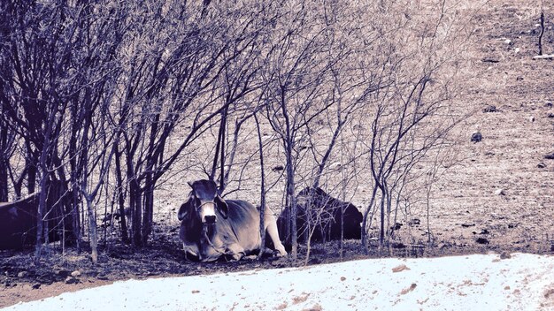 写真 冬の野原での馬