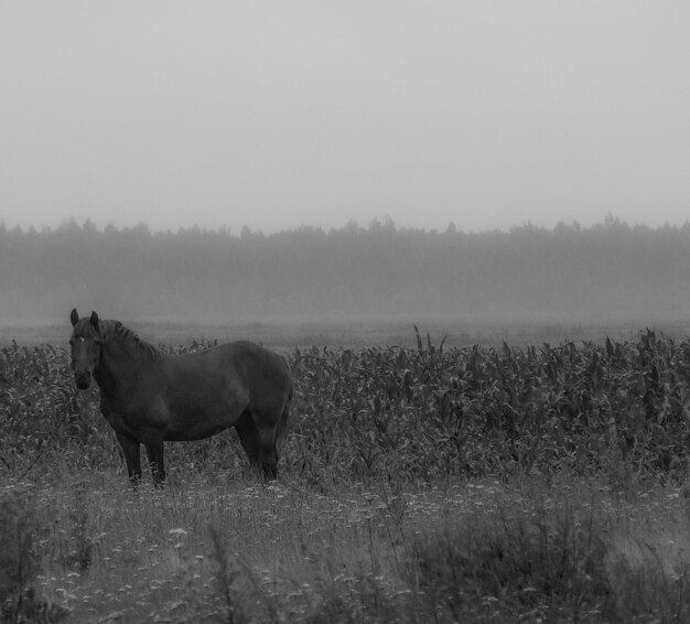 Фото Лошадь на поле в туманную погоду