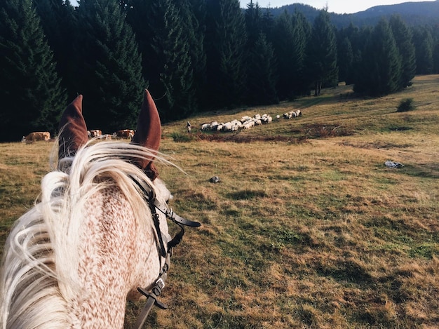 写真 フィールドの馬