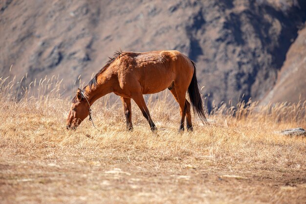 写真 野原での馬