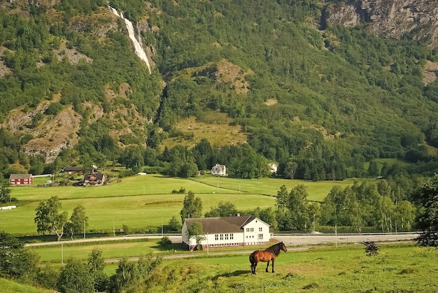 写真 ノルウェーのフラム (flam) の山岳地帯の草原に馬緑の草原で馬晴れた日牧草地の夏の風景自然に放牧する家畜生態学農業と農業