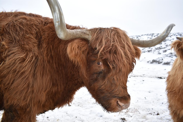 写真 雪に覆われた畑の馬