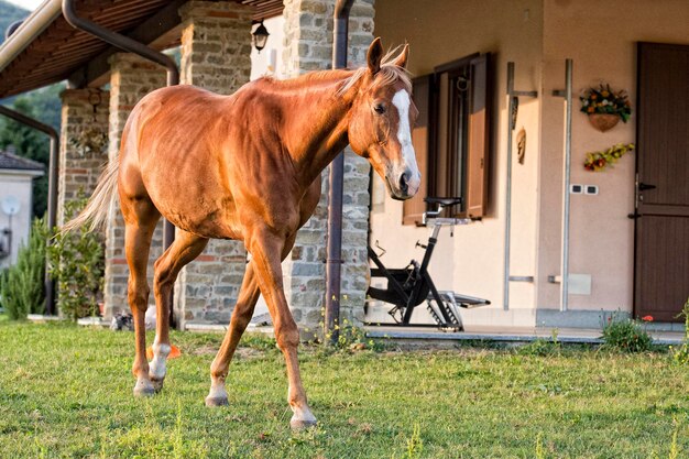 家の外の馬