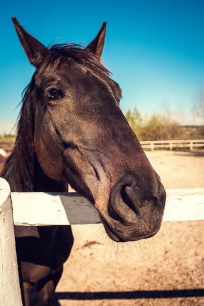 Foto cavallo in un paddock in un primo piano di allevamento di cavalli