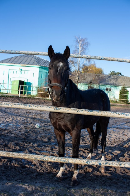 Horse in the paddock