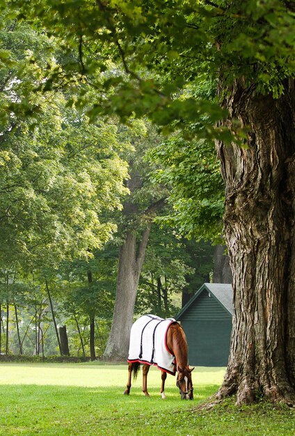 Foto cavallo nel parco