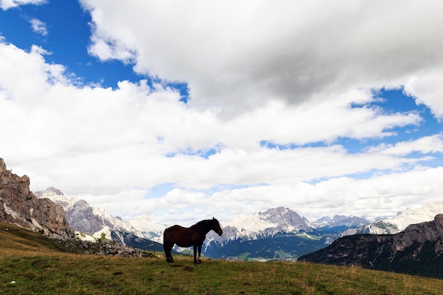 Horse in Passo Giau peak Dolomites Apls