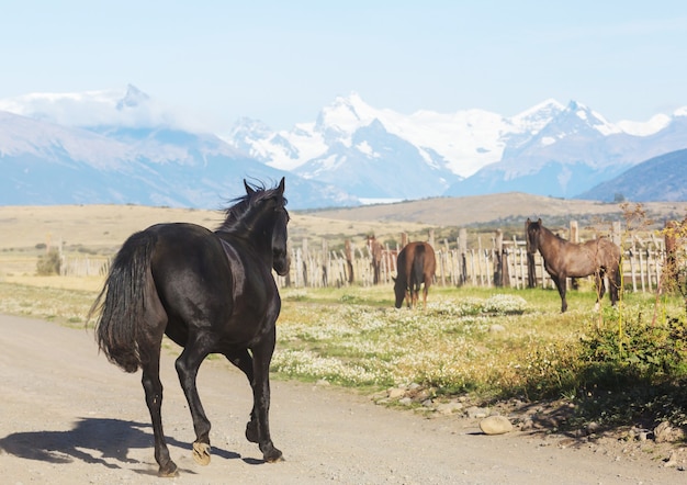 南米チリの牧草地の馬