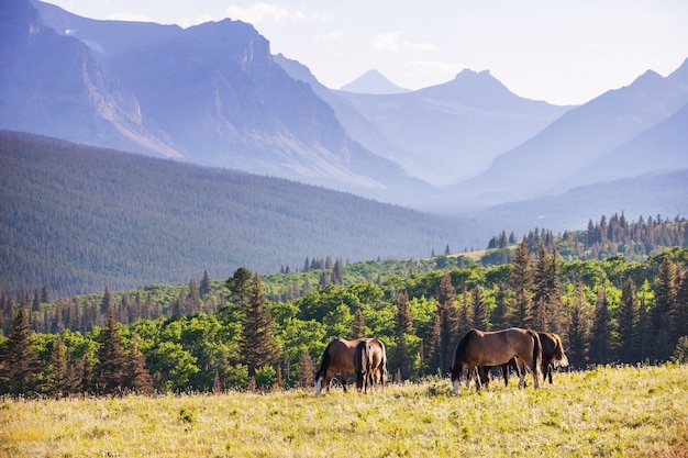 Horse on pasture in Chile, South America