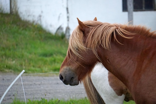 Horse on pasture closeup on head