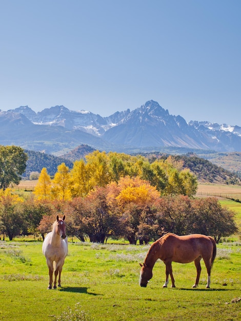 Horse pasture at the Double RL Ranch with a view of the Dallas Divide on the back.