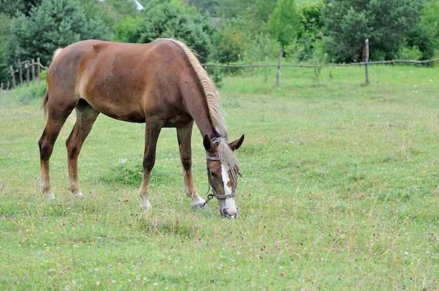 草を食べる牧草地の馬