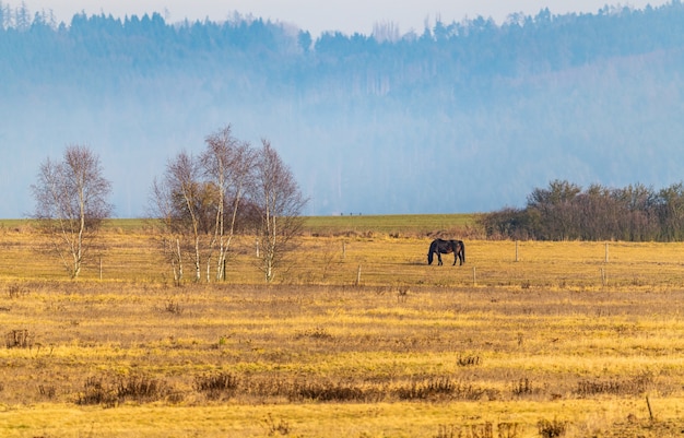 Horse on pasture in far distance, winter