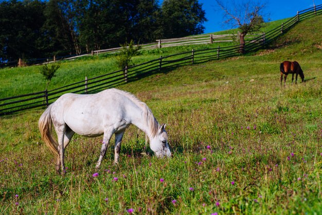 Horse pasture in summer