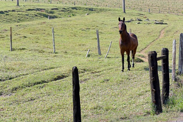 Horse in the pasture with green grass and trees