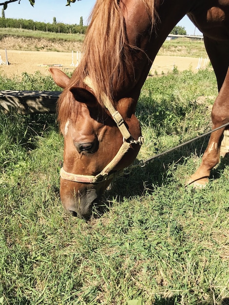 牧草地の馬