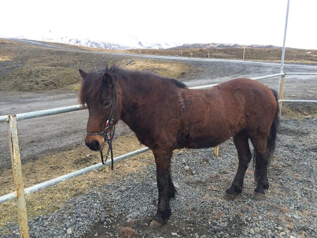 Photo horse in pen