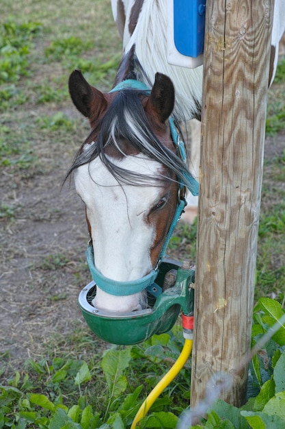 自然な環境での馬の写真