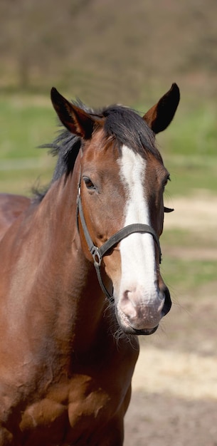 自然な環境での馬の写真