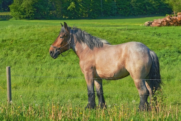 自然な環境での馬の写真