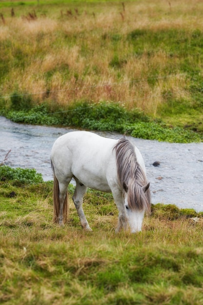 Cavallo una foto di un cavallo in ambiente naturale