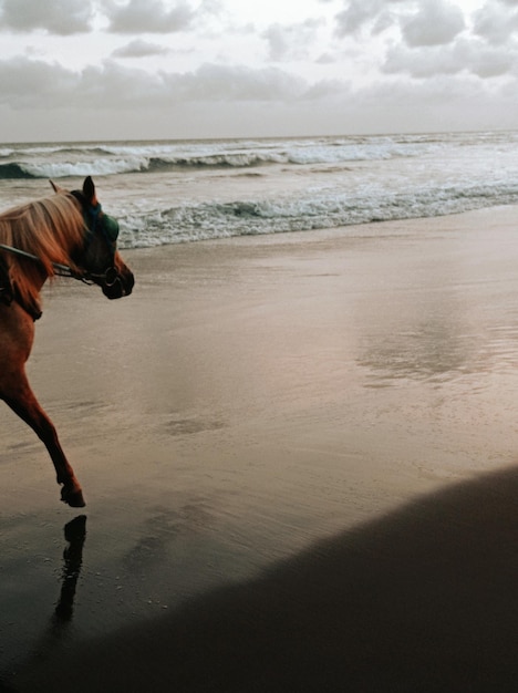 Photo horse photo running along the beach