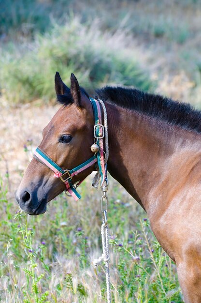 Horse Portrait Atop the Hill Captivating Images from a Skilled Photographer