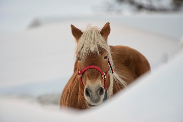 Фото Портрет лошади на белом снегу, глядя на вас