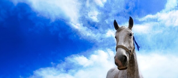 Horse portrait panoramic