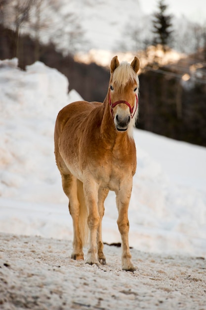 Horse portrait on the white snow