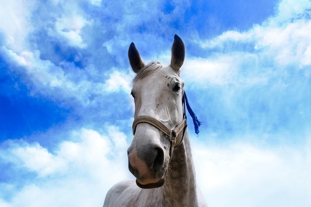 Horse portrait