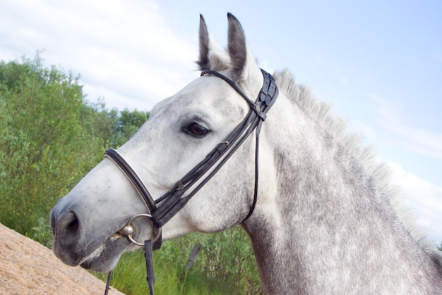 Foto ritratto di cavallo