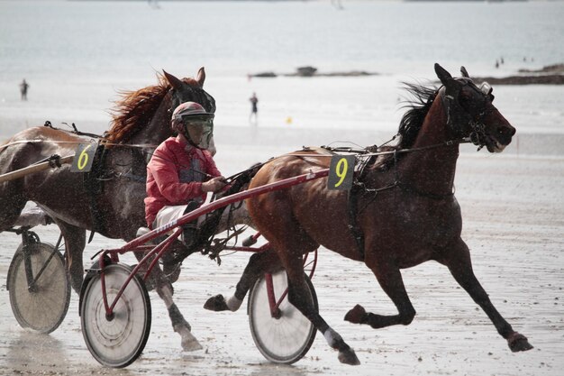 Photo horse racing on a beach