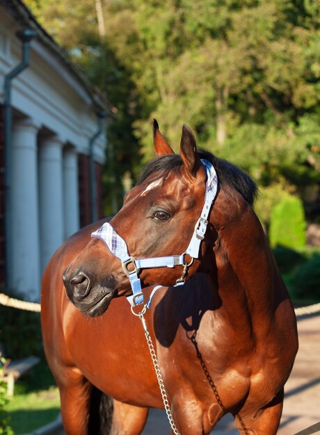 Photo horse in ranch