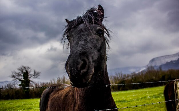 Horse in ranch