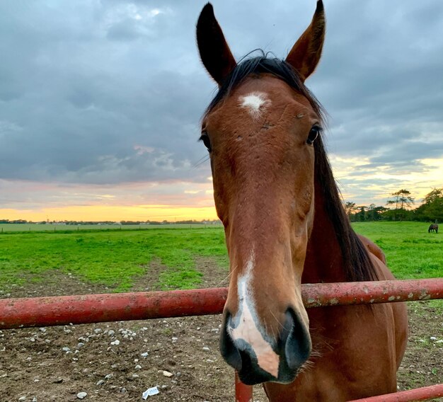 Horse in ranch