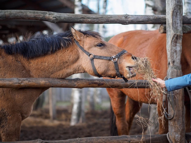 Il cavallo che raggiunge la mano con il fieno