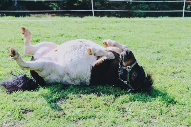 Photo horse resting in a field