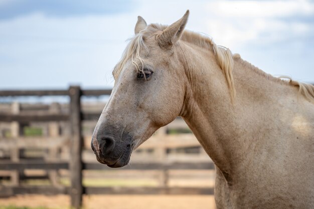 Horse resting in a pasture area of ââa Brazilian farm with selective focus