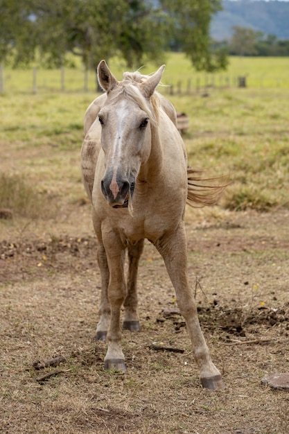 Horse resting in a pasture area of ââa Brazilian farm with selective focus