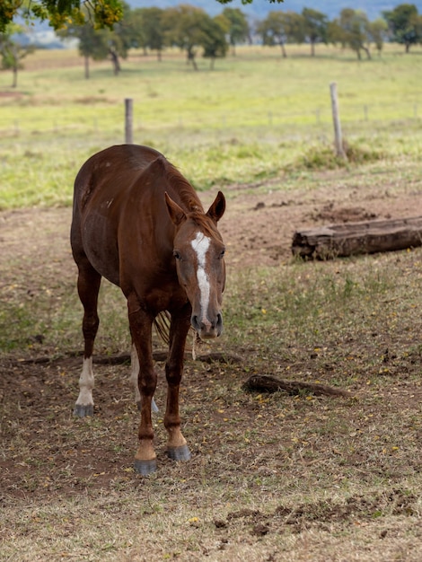 Horse resting in a pasture area of ââa Brazilian farm with selective focus